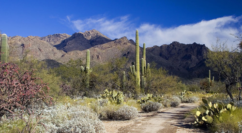 Sabino Canyon